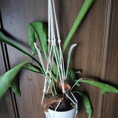 A67 観葉植物 ビカクシダ ネザーランドの画像