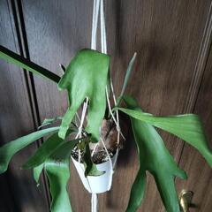 A67 観葉植物 ビカクシダ ネザーランド