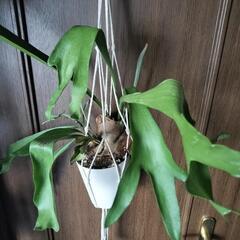 A67 観葉植物 ビカクシダ ネザーランドの画像