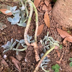 多肉植物