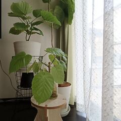 【セット価格】ウンベラータ大中小セットの画像