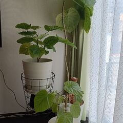 【セット価格】ウンベラータ大中小セット