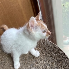 【里親様決定】⭐️茶白ナッツ♀ - 猫