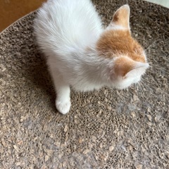 【里親様決定】⭐️茶白ナッツ♀ − 千葉県