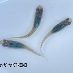 ブラックオパールシャドーメダカ 稚魚10匹 ※2025年生まれ