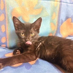 子猫の里親募集です！