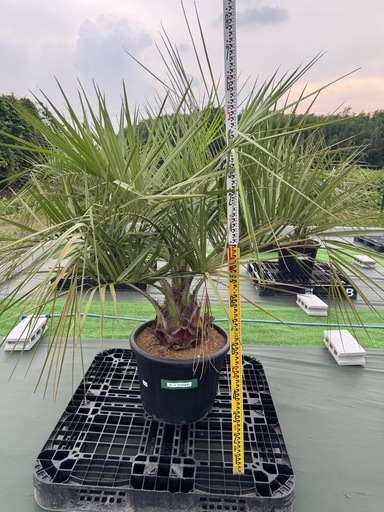 ココスヤシ鉢植え