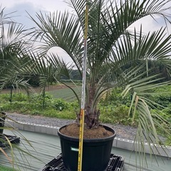 ココスヤシ鉢植えの画像