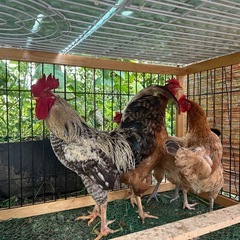 ニワトリ − 栃木県