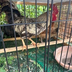 ニワトリ - 里親募集