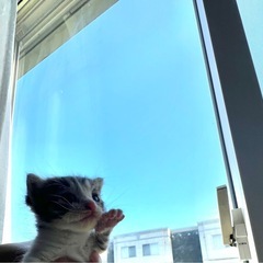 保護猫　生後2週間くらい - 神栖市