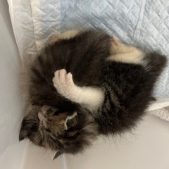 保護猫　生後2週間くらい