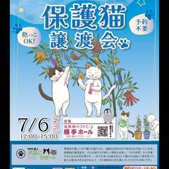 💗😸抱っこOK😺💓触れあいOK💖保護猫譲渡会😽