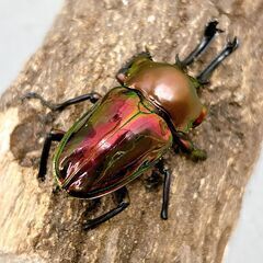 【成虫】ニジイロクワガタ　赤系【ペア】