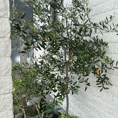鉢植えオリーブ実付き良しの画像