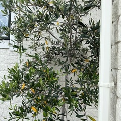 鉢植えオリーブ実付き良しの画像