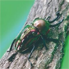 【成虫】ニジイロクワガタ　ノーマル系【ペア】