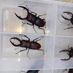毎年恒例！ノコギリクワガタ、ヒラタクワガタ どれでも1匹500円の画像