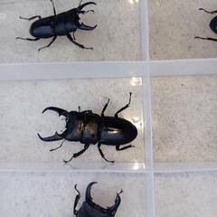 毎年恒例！ノコギリクワガタ、ヒラタクワガタ どれでも1匹500円の画像