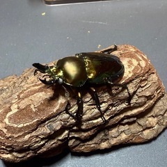 ニジイロクワガタクワガタ　ホワイトアイ幼虫4匹セット