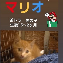茶トラの男の子🐾譲渡会に参加します