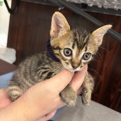 可愛い男の子🐾譲渡会に参加します