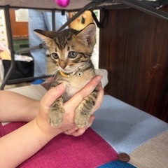 麦わらオレンジ　女の子　譲渡会に参加します