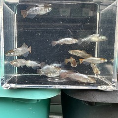メダカ【橙】写真の個体全て　産卵中