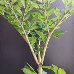 5000円★レア 4 コンニャク芋　鉢植え　7号　観葉植物　あかぎ　珍しい植物の画像