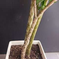 5000円★レア 4 コンニャク芋　鉢植え　7号　観葉植物　あかぎ　珍しい植物の画像