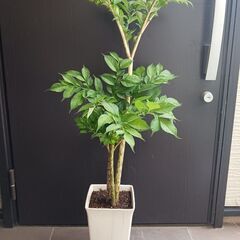 9000円★レア 4 コンニャク芋　鉢植え　7号　観葉植物　あか...