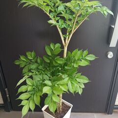 5000円★レア 4 コンニャク芋　鉢植え　7号　観葉植物　あかぎ　珍しい植物の画像