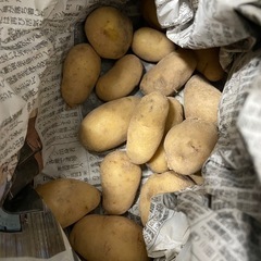 小ぶりなジャガイモ