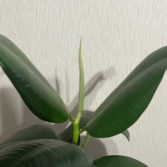 観葉植物🪴ゴムの木の画像