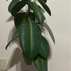 観葉植物🪴ゴムの木