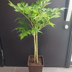 9000円★レア 5 コンニャク芋　鉢植え　7号　観葉植物　あか...