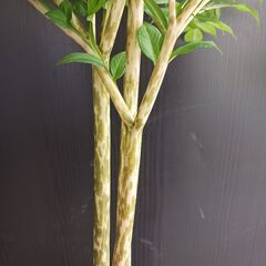 5000円★レア 5 コンニャク芋　鉢植え　7号　観葉植物　あかぎ　珍しい植物の画像