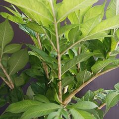 5000円★レア 5 コンニャク芋　鉢植え　7号　観葉植物　あかぎ　珍しい植物の画像