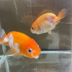 らんちゅう❣️の画像