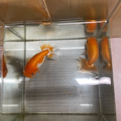 らんちゅう❣️の画像