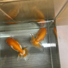らんちゅう❣️の画像