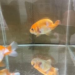 らんちゅう❣️