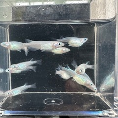 メダカ【しずく】写真の個体全ての画像