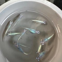 メダカ【しずく】写真の個体全ての画像