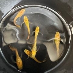 メダカ【黄色べっ甲だるま】写真の個体全ての画像