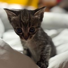 子猫里親募集 - 猫