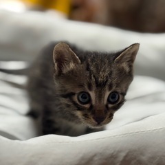 子猫里親募集 − 宮城県