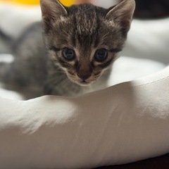 子猫里親募集 - 里親募集