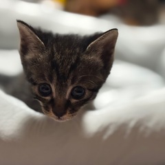子猫里親募集