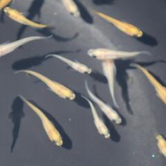 パンダメダカ 1匹 稚魚 若魚 めだか メダカ 白メダカの画像